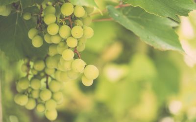 Was ist eigentlich OPC